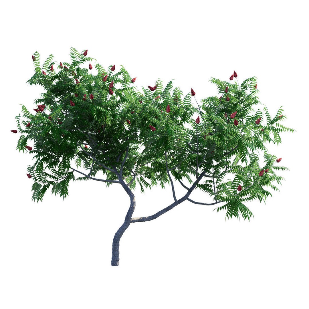Rhus Typhina 3D Model – High Poly Tree Asset, FBX & OBJ - View 5
