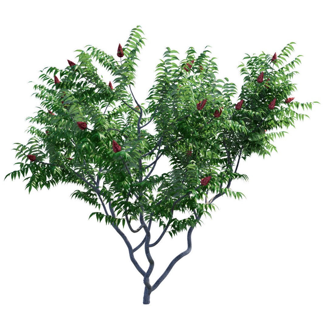 Rhus Typhina 3D Model – High Poly Tree Asset, FBX & OBJ - View 6