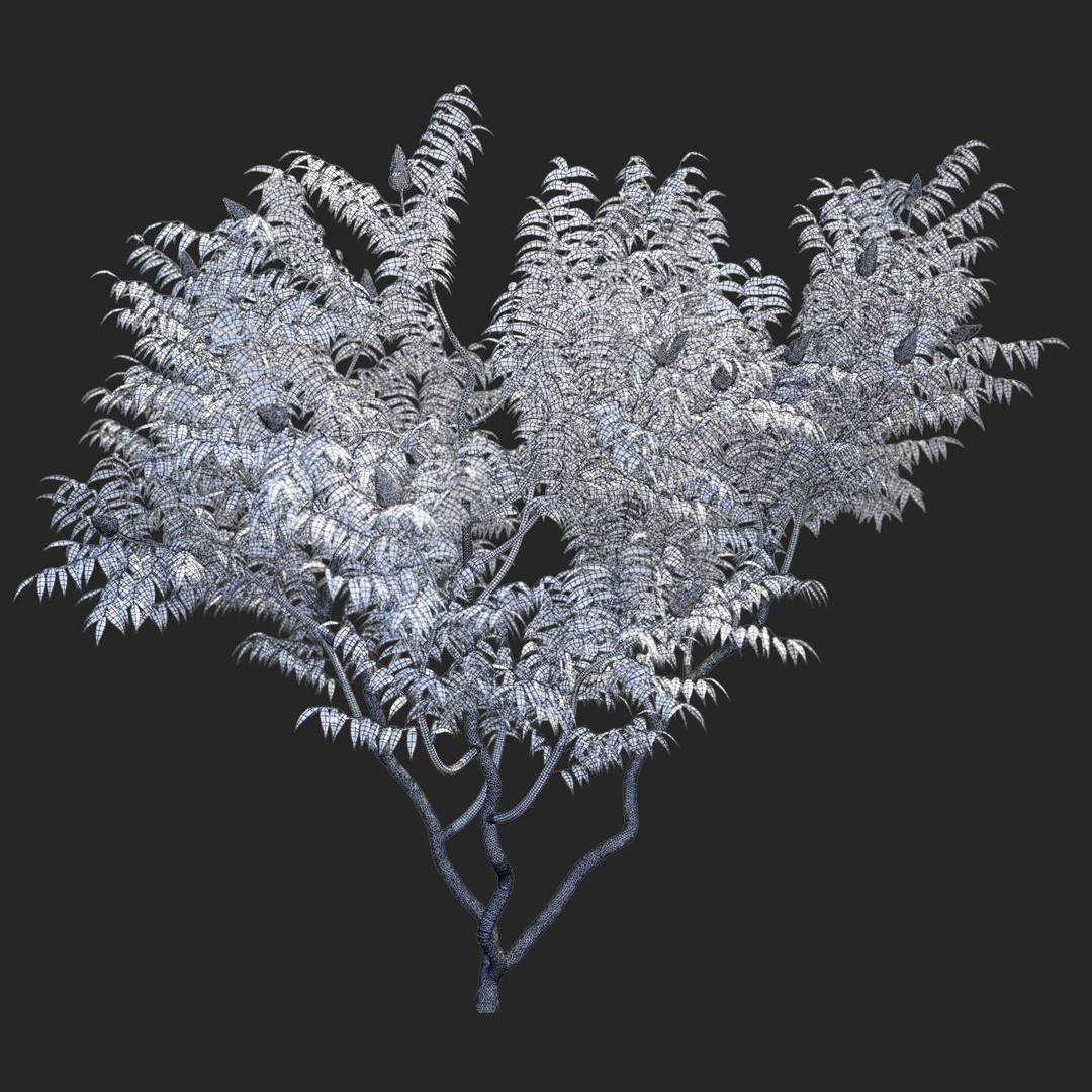 Rhus Typhina 3D Model – High Poly Tree Asset, FBX & OBJ - View 7