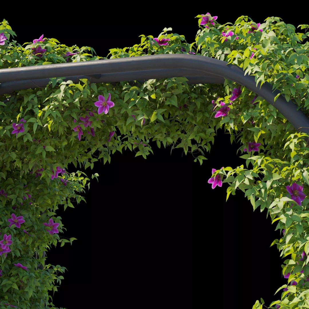 Clematis Vines 3D Model – High Poly PBR Asset for Garden Design - View 14