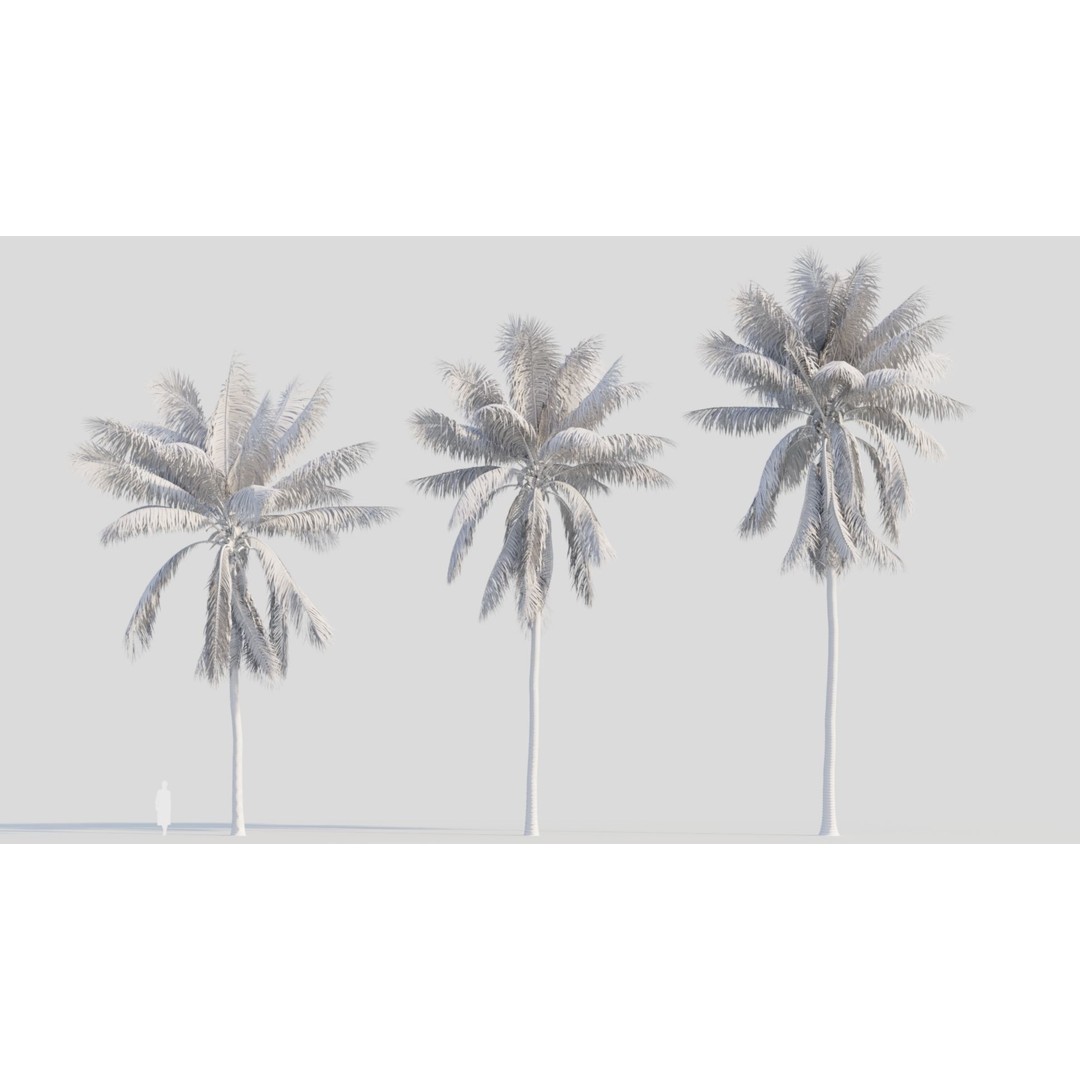 Cocos Nucifera 3D Model – High Poly Game Asset, FBX, OBJ, Blender