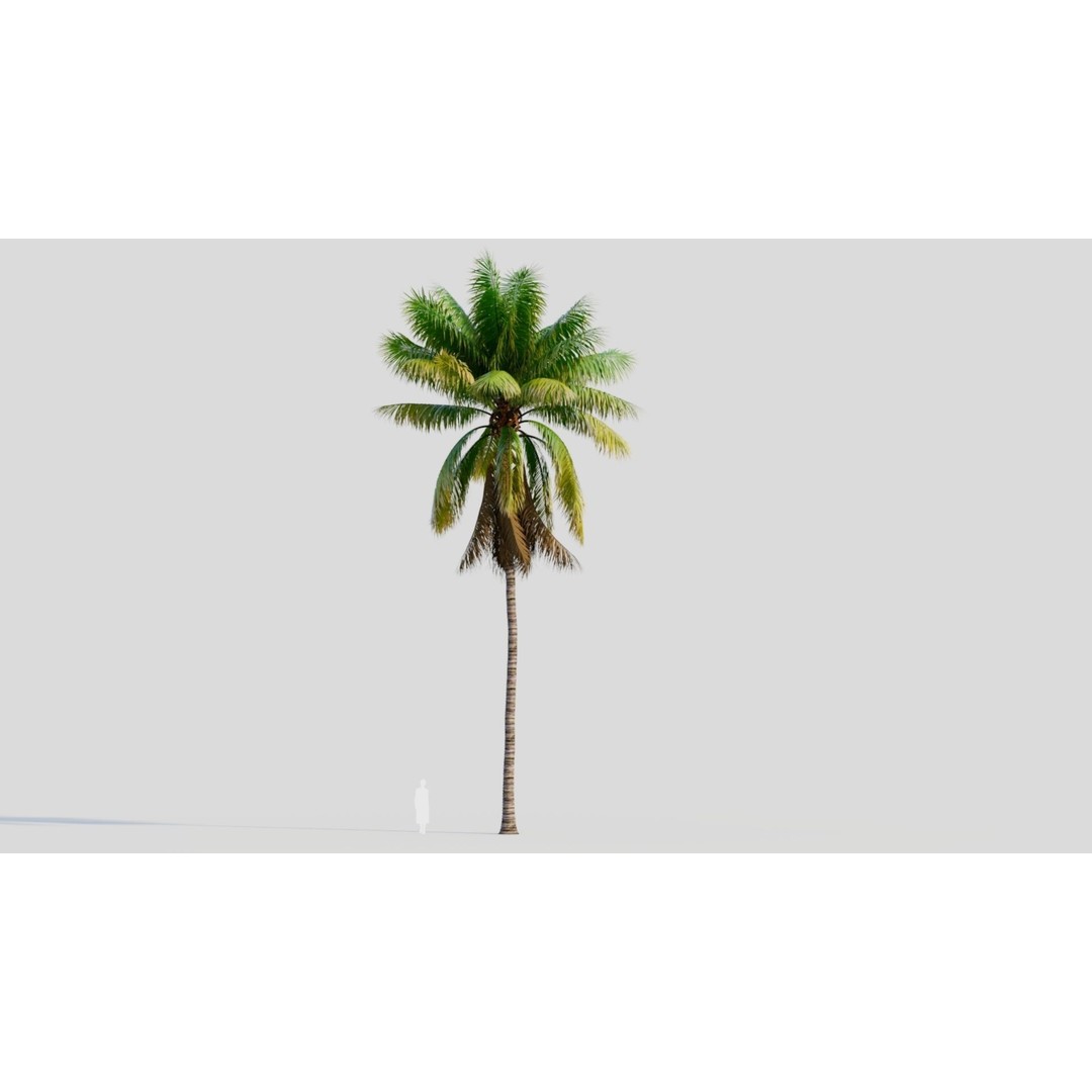 Cocos Nucifera 3D Model – High Poly Game Asset, FBX, OBJ, Blender - View 10