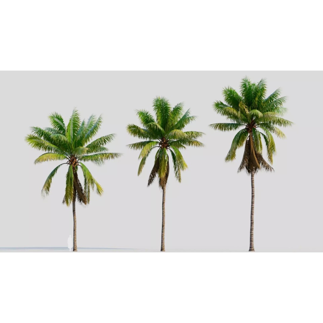 Cocos Nucifera 3D Model – High Poly Game Asset, FBX, OBJ, Blender - View 2