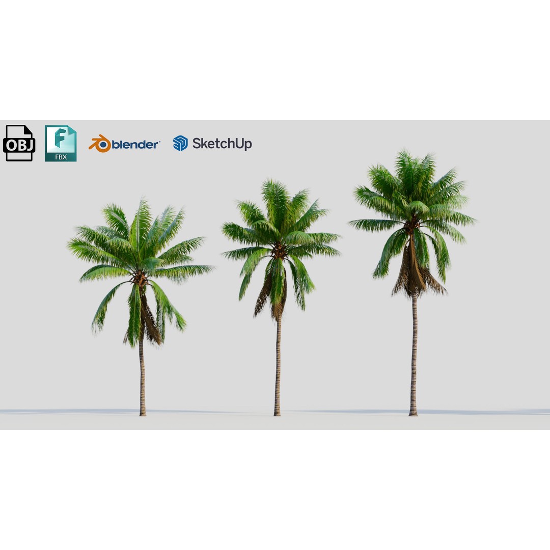 Cocos Nucifera 3D Model – High Poly Game Asset, FBX, OBJ, Blender - View 3