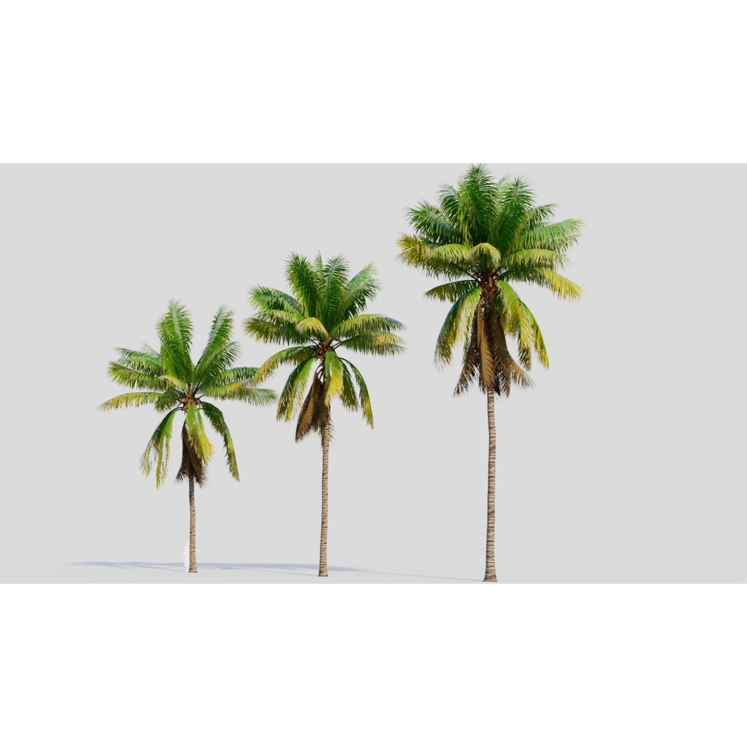 Cocos Nucifera 3D Model – High Poly Game Asset, FBX, OBJ, Blender - View 4