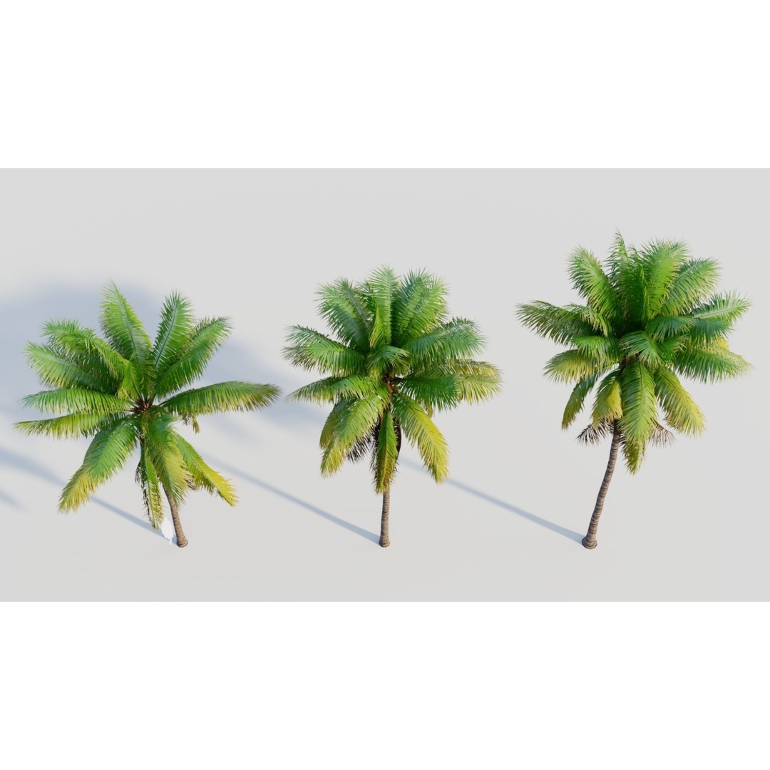 Cocos Nucifera 3D Model – High Poly Game Asset, FBX, OBJ, Blender - View 5