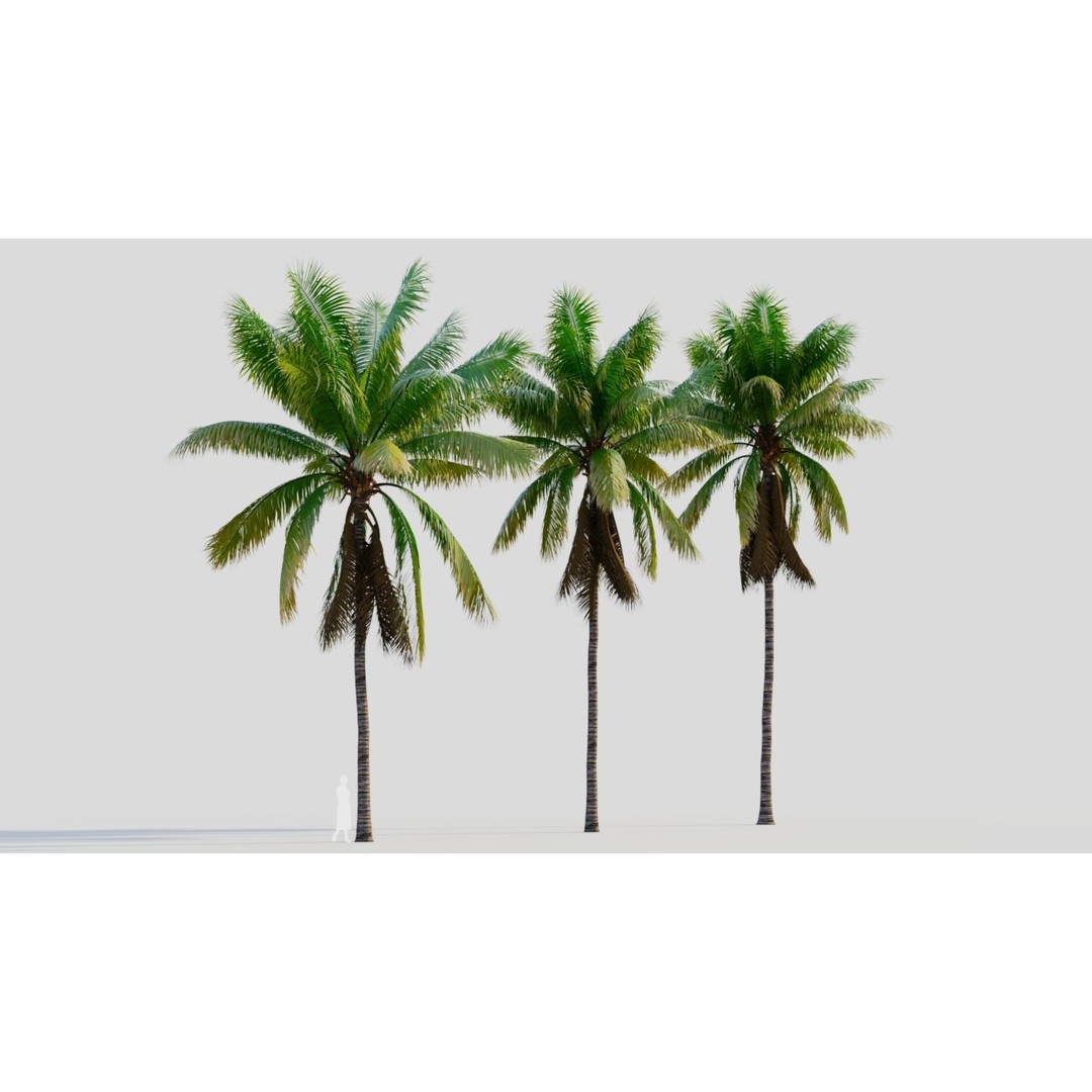 Cocos Nucifera 3D Model – High Poly Game Asset, FBX, OBJ, Blender - View 6