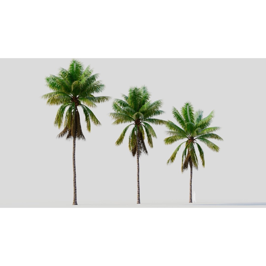 Cocos Nucifera 3D Model – High Poly Game Asset, FBX, OBJ, Blender - View 7
