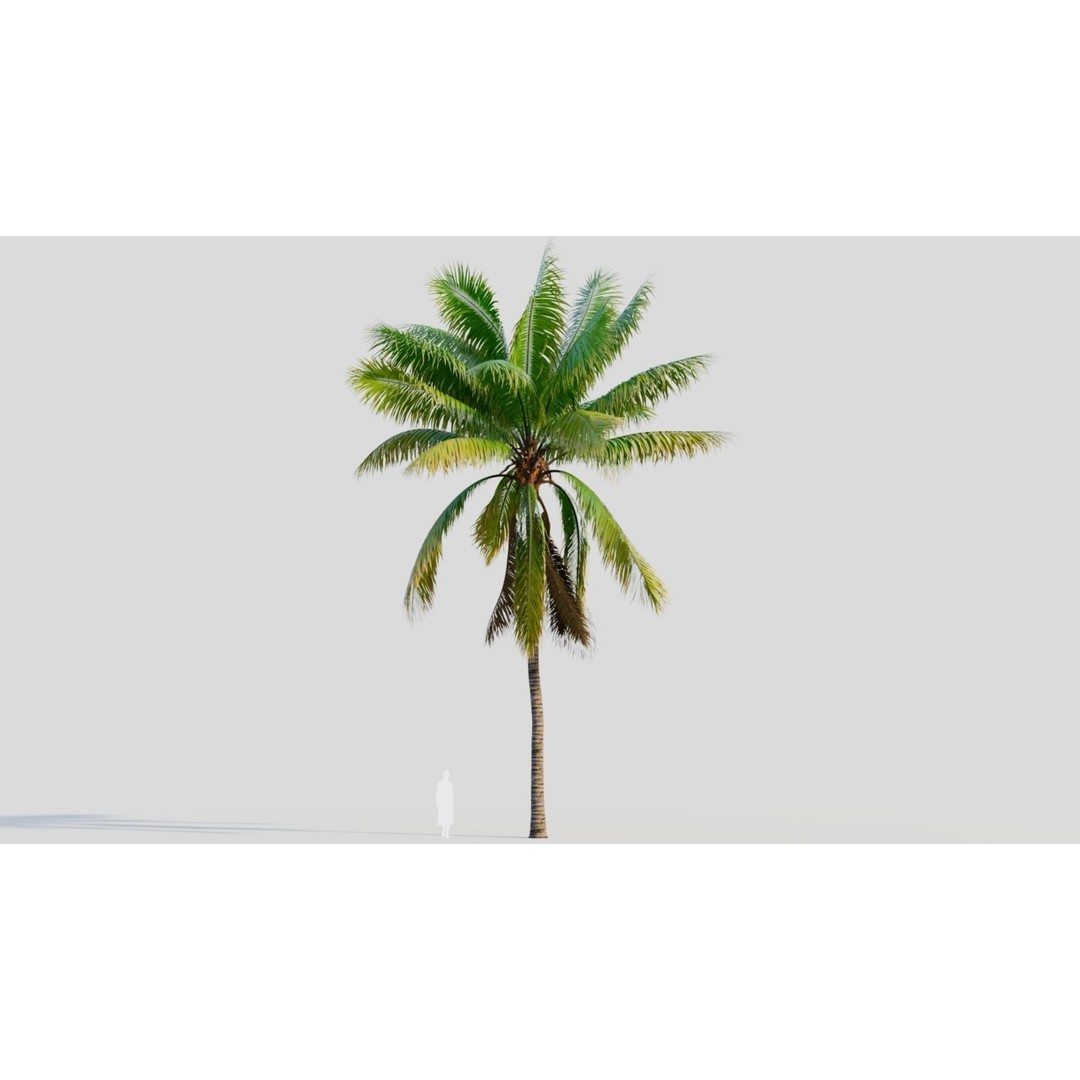 Cocos Nucifera 3D Model – High Poly Game Asset, FBX, OBJ, Blender - View 8