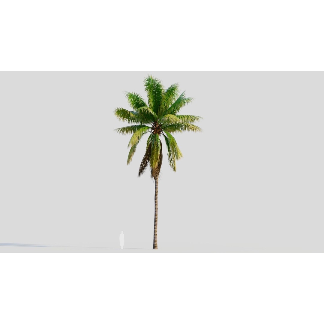 Cocos Nucifera 3D Model – High Poly Game Asset, FBX, OBJ, Blender - View 9