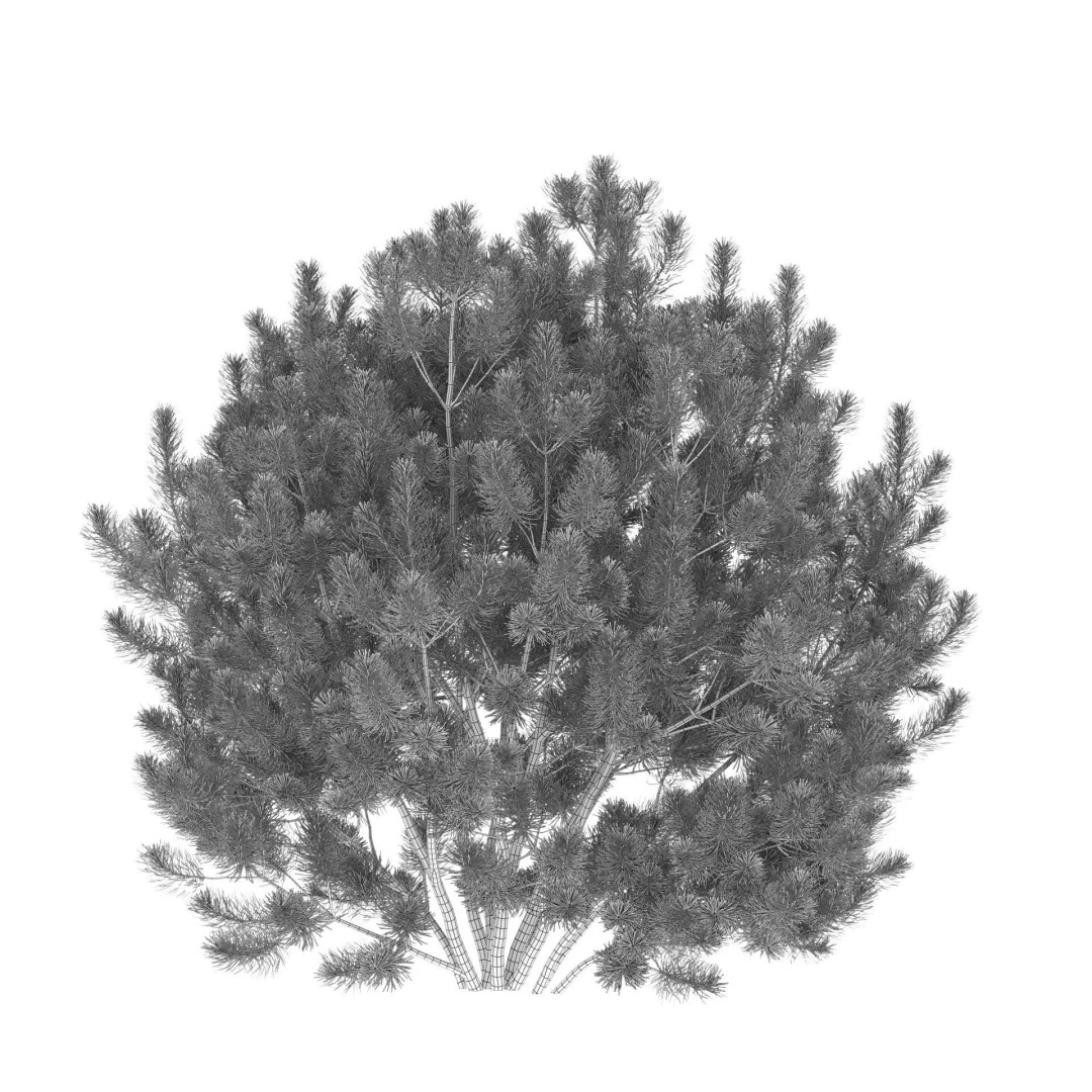 Pinus Mugo 3D Model – Realistic Conifer Tree Asset, FBX