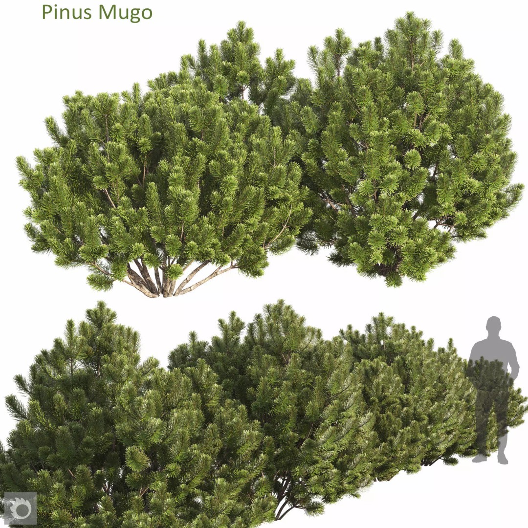 Pinus Mugo 3D Model – Realistic Conifer Tree Asset, FBX - View 2