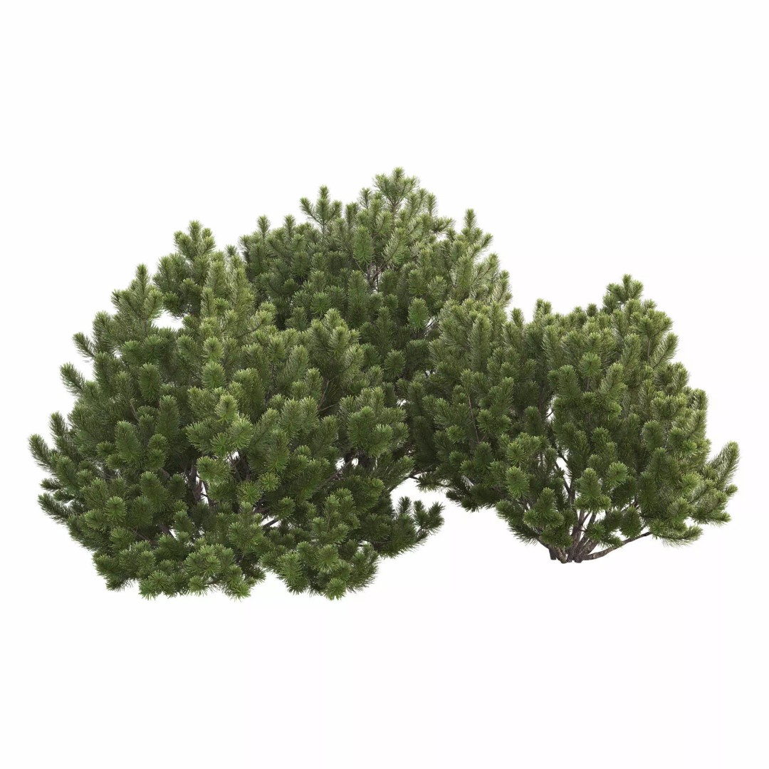 Pinus Mugo 3D Model – Realistic Conifer Tree Asset, FBX - View 3