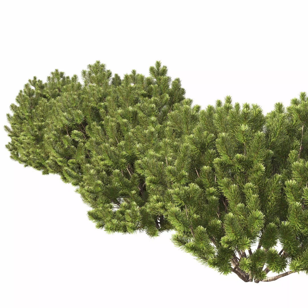 Pinus Mugo 3D Model – Realistic Conifer Tree Asset, FBX - View 4