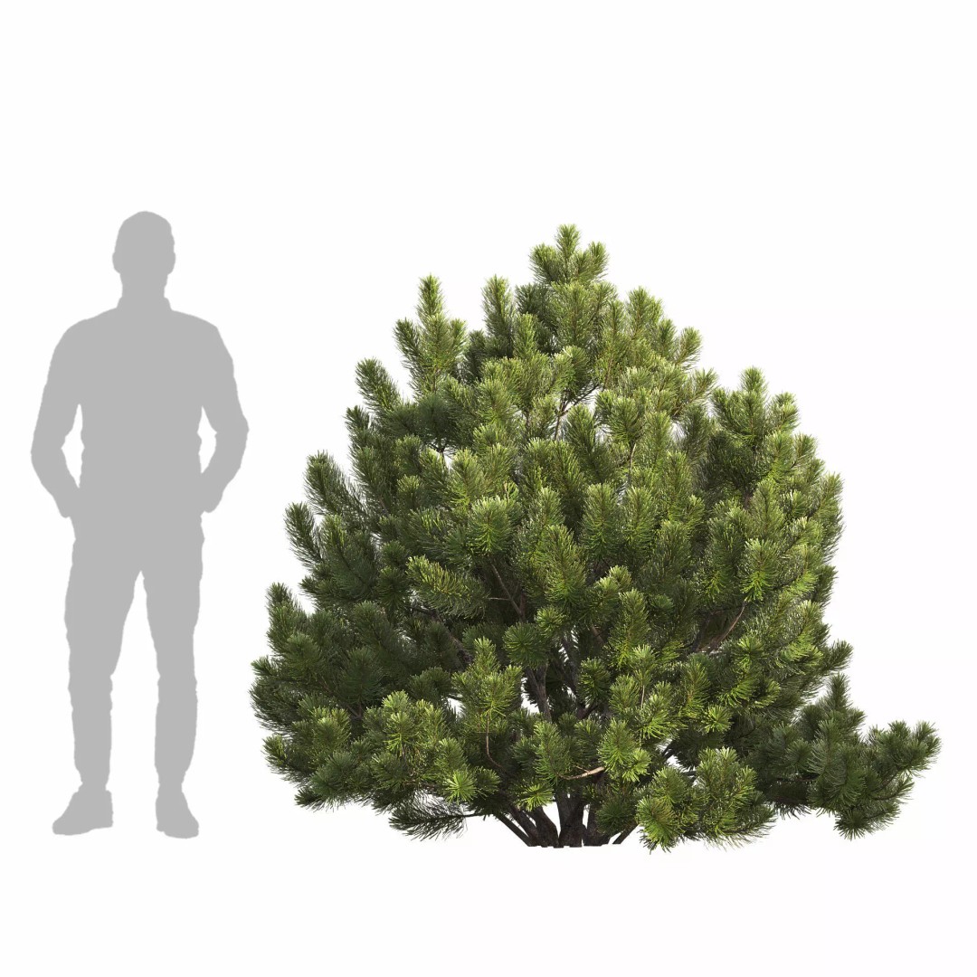 Pinus Mugo 3D Model – Realistic Conifer Tree Asset, FBX - View 5