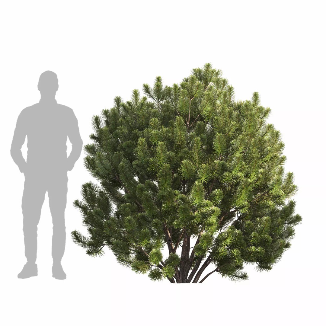 Pinus Mugo 3D Model – Realistic Conifer Tree Asset, FBX - View 6