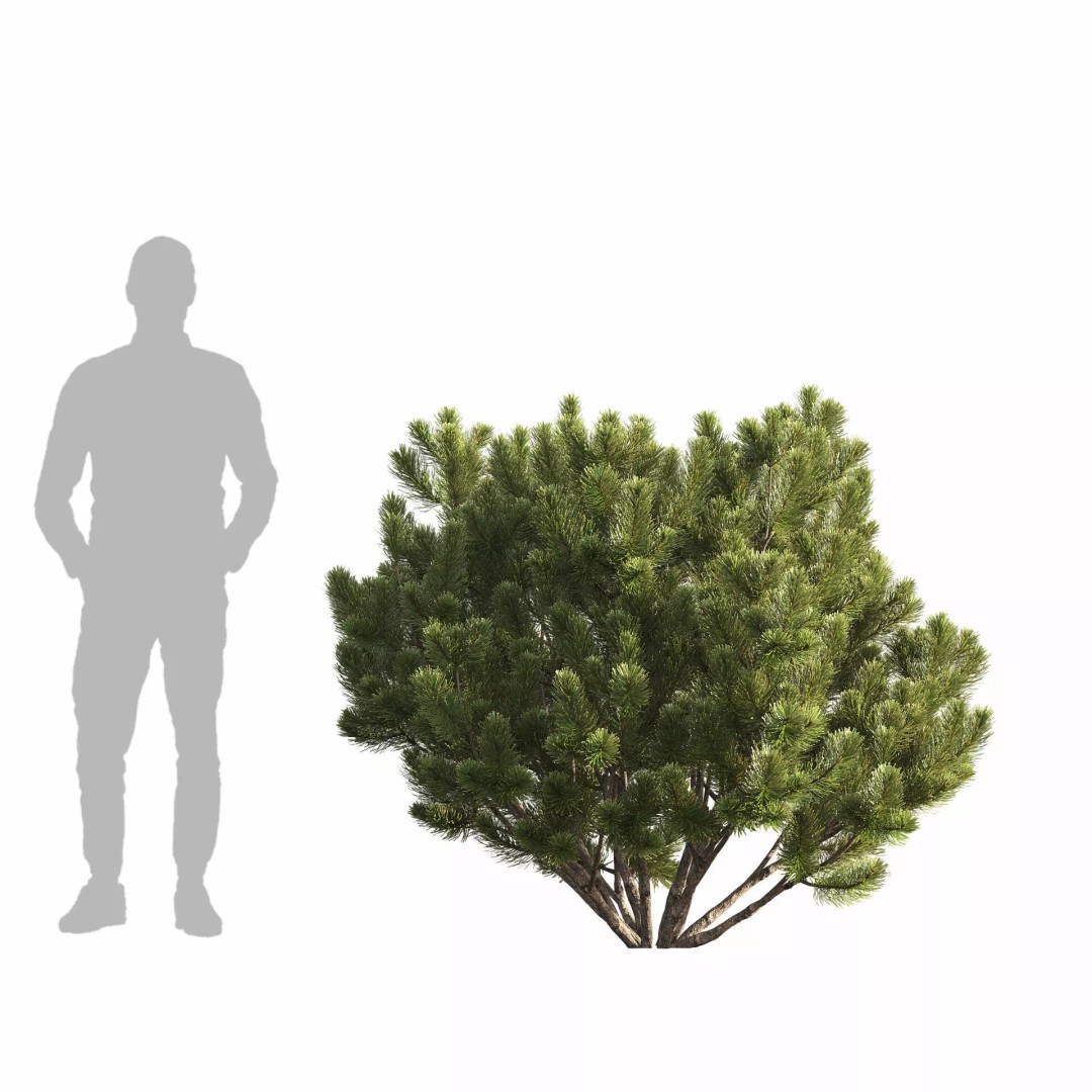 Pinus Mugo 3D Model – Realistic Conifer Tree Asset, FBX - View 7