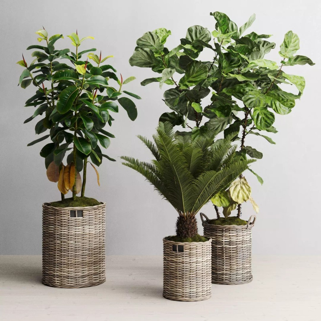Tropical Plants 3D Model – Decorative Wicker Baskets, FBX, OBJ