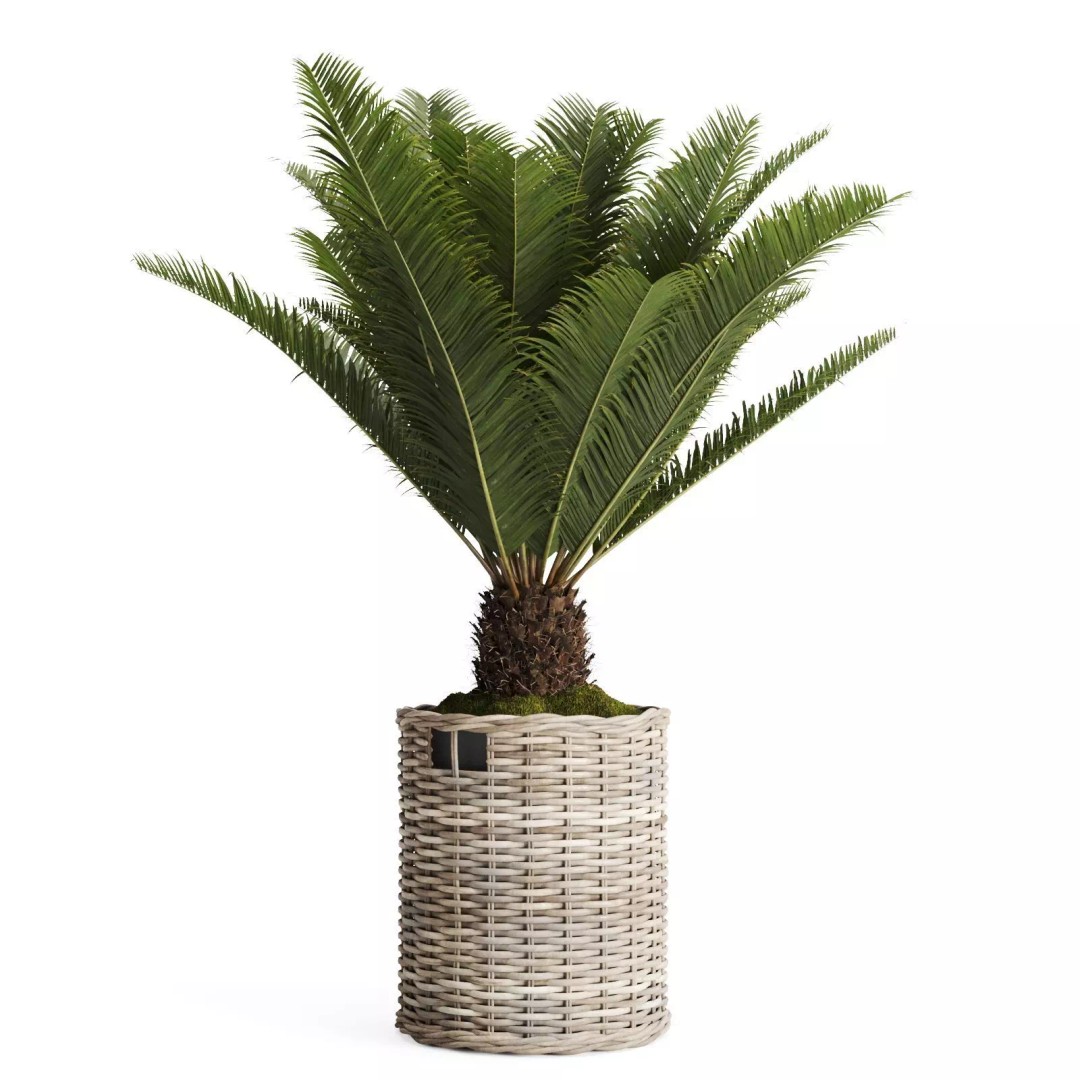 Tropical Plants 3D Model – Decorative Wicker Baskets, FBX, OBJ - View 10