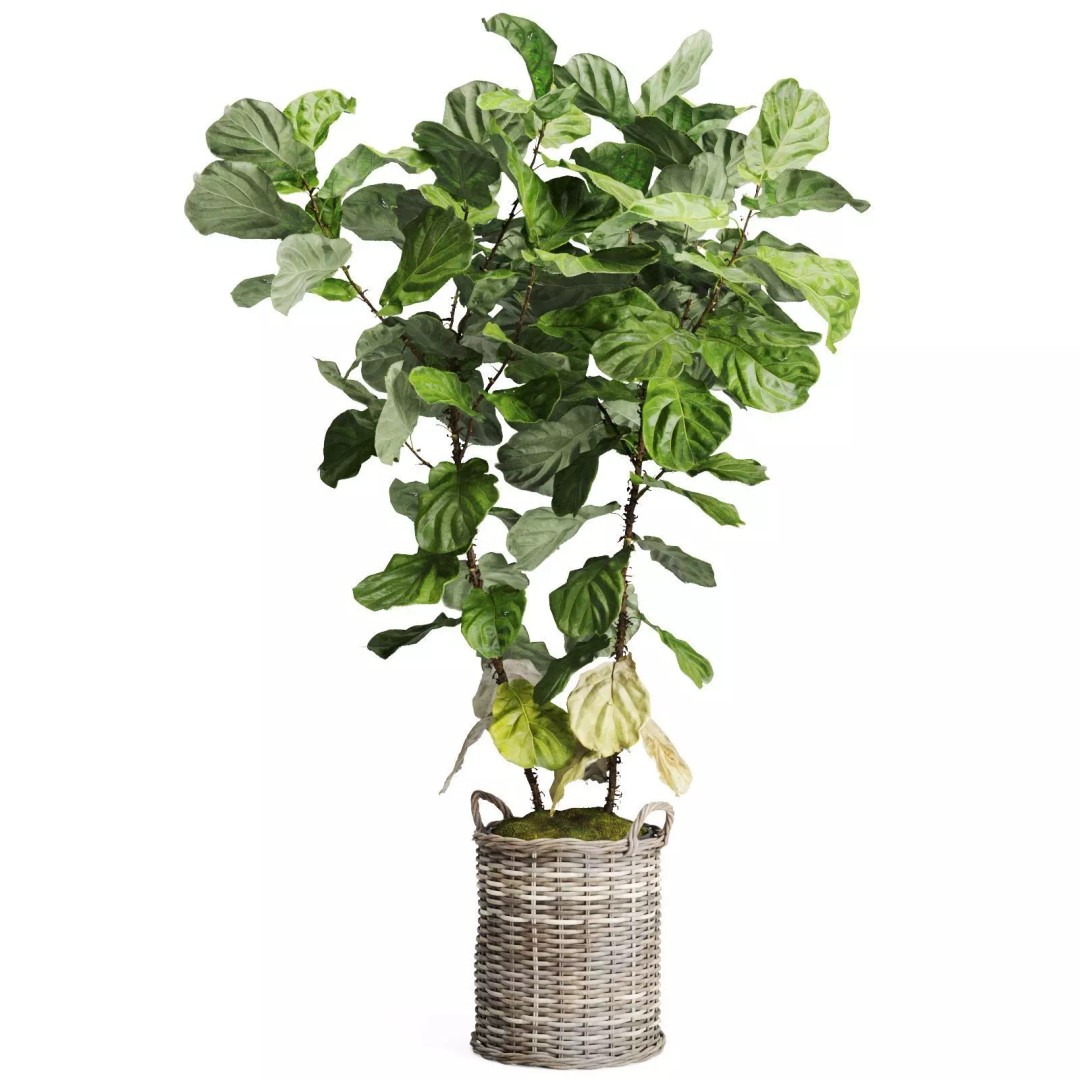 Tropical Plants 3D Model – Decorative Wicker Baskets, FBX, OBJ - View 11