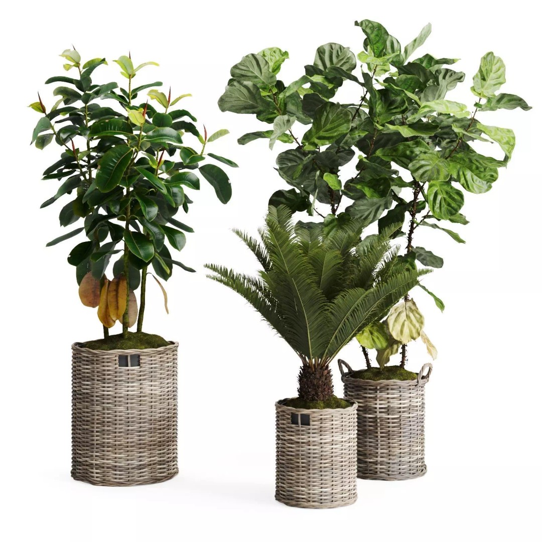 Tropical Plants 3D Model – Decorative Wicker Baskets, FBX, OBJ - View 2