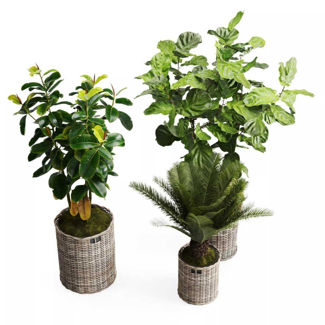 Tropical Plants 3D Model – Decorative Wicker Baskets, FBX, OBJ - View 6