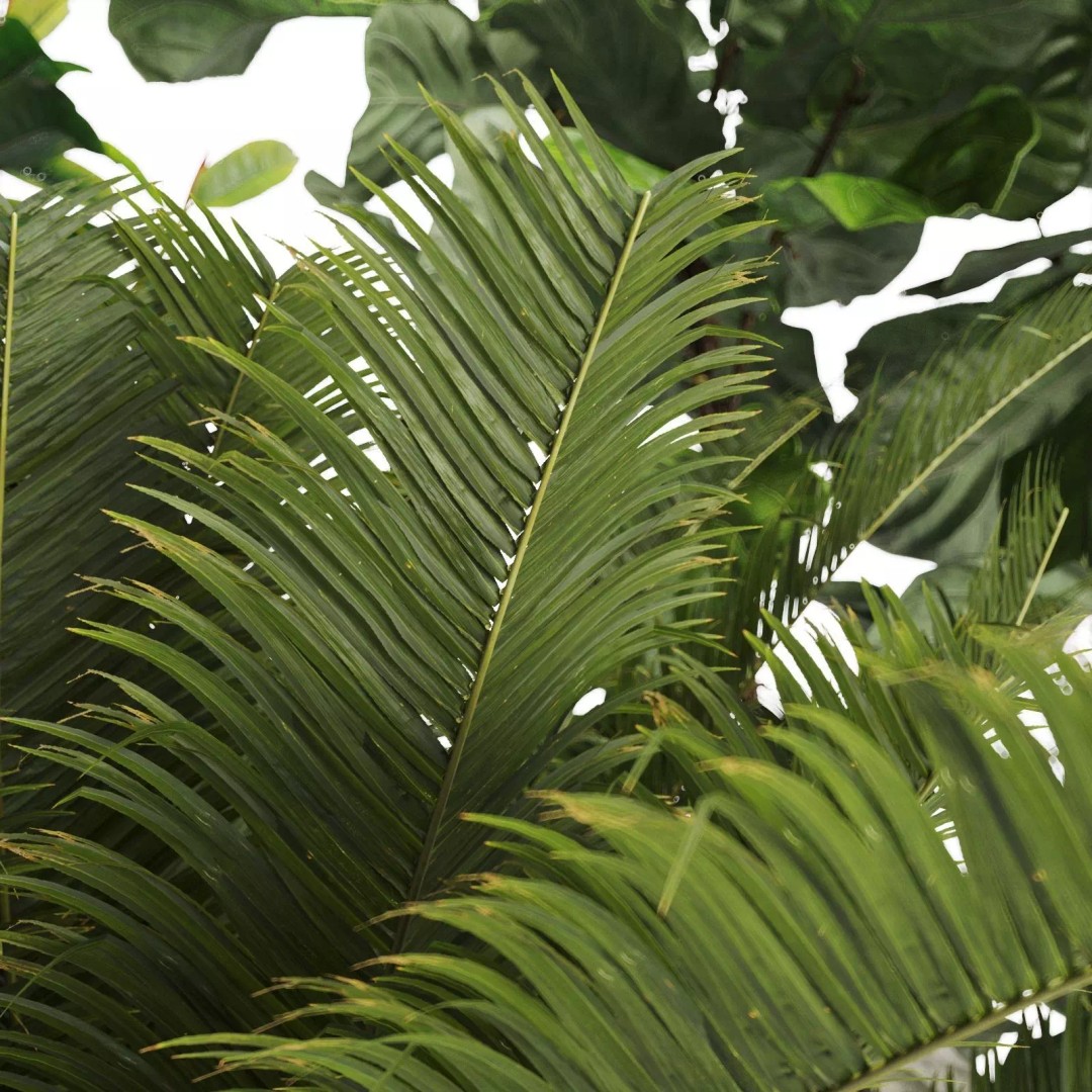 Tropical Plants 3D Model – Decorative Wicker Baskets, FBX, OBJ - View 8