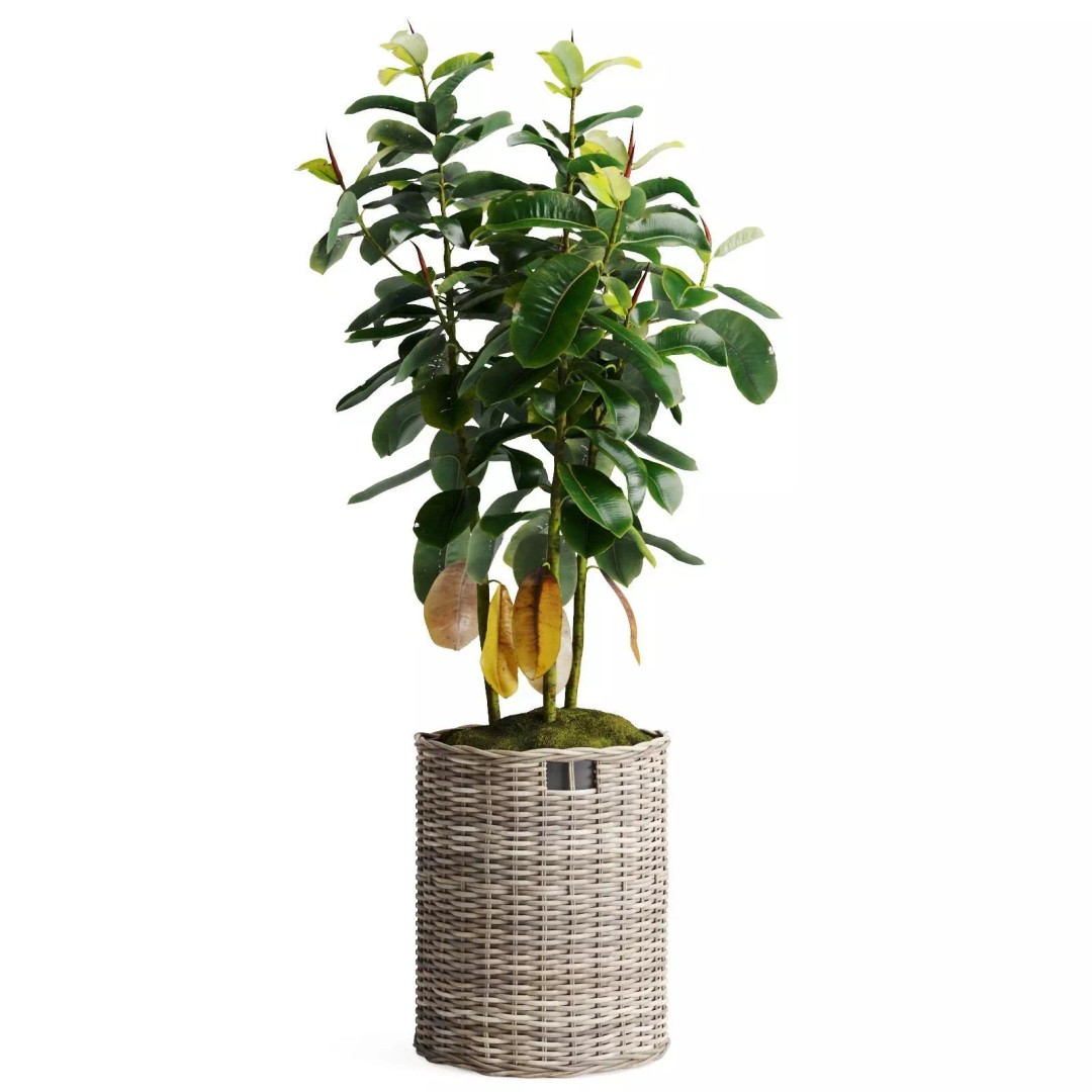 Tropical Plants 3D Model – Decorative Wicker Baskets, FBX, OBJ - View 9