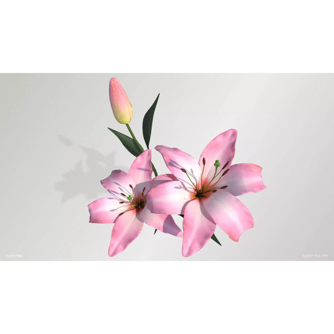 Pink Lilies 3D Model – Low Poly Flower Asset, FBX, Game Ready - View 2