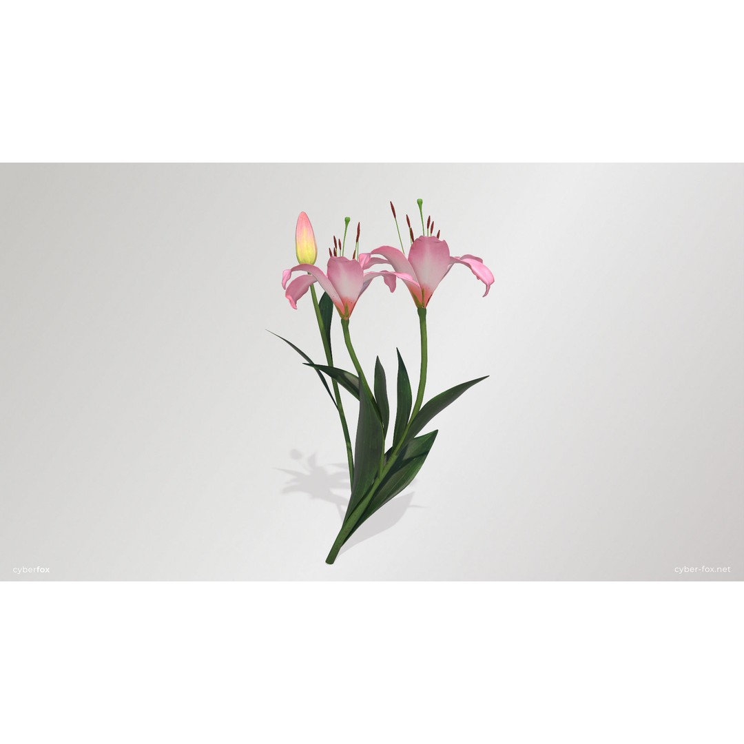 Pink Lilies 3D Model – Low Poly Flower Asset, FBX, Game Ready - View 3