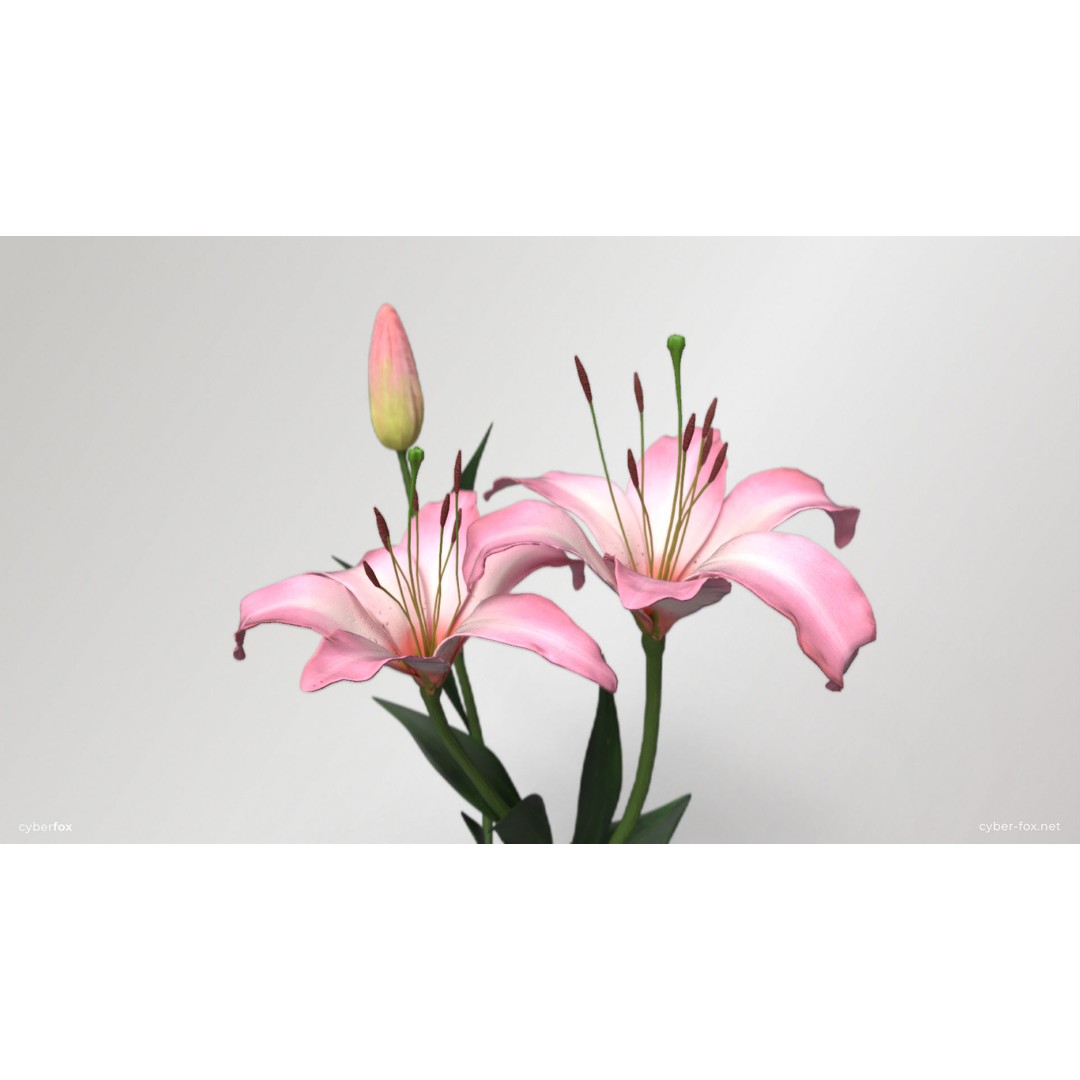 Pink Lilies 3D Model – Low Poly Flower Asset, FBX, Game Ready - View 4