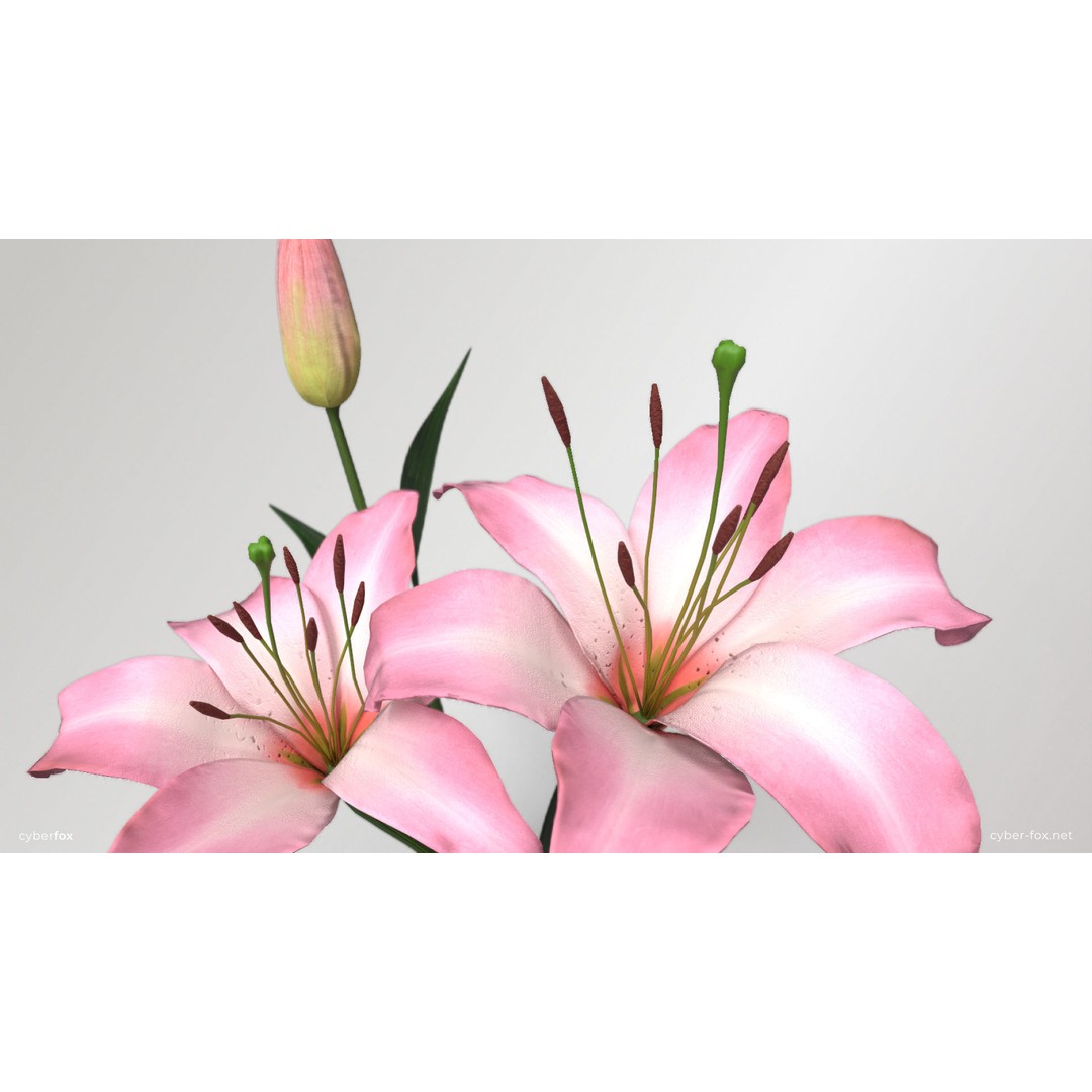 Pink Lilies 3D Model – Low Poly Flower Asset, FBX, Game Ready - View 5