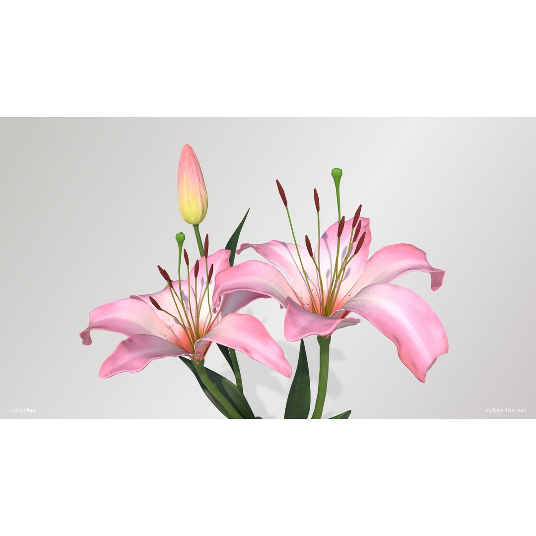 Pink Lilies 3D Model – Low Poly Flower Asset, FBX, Game Ready - View 6