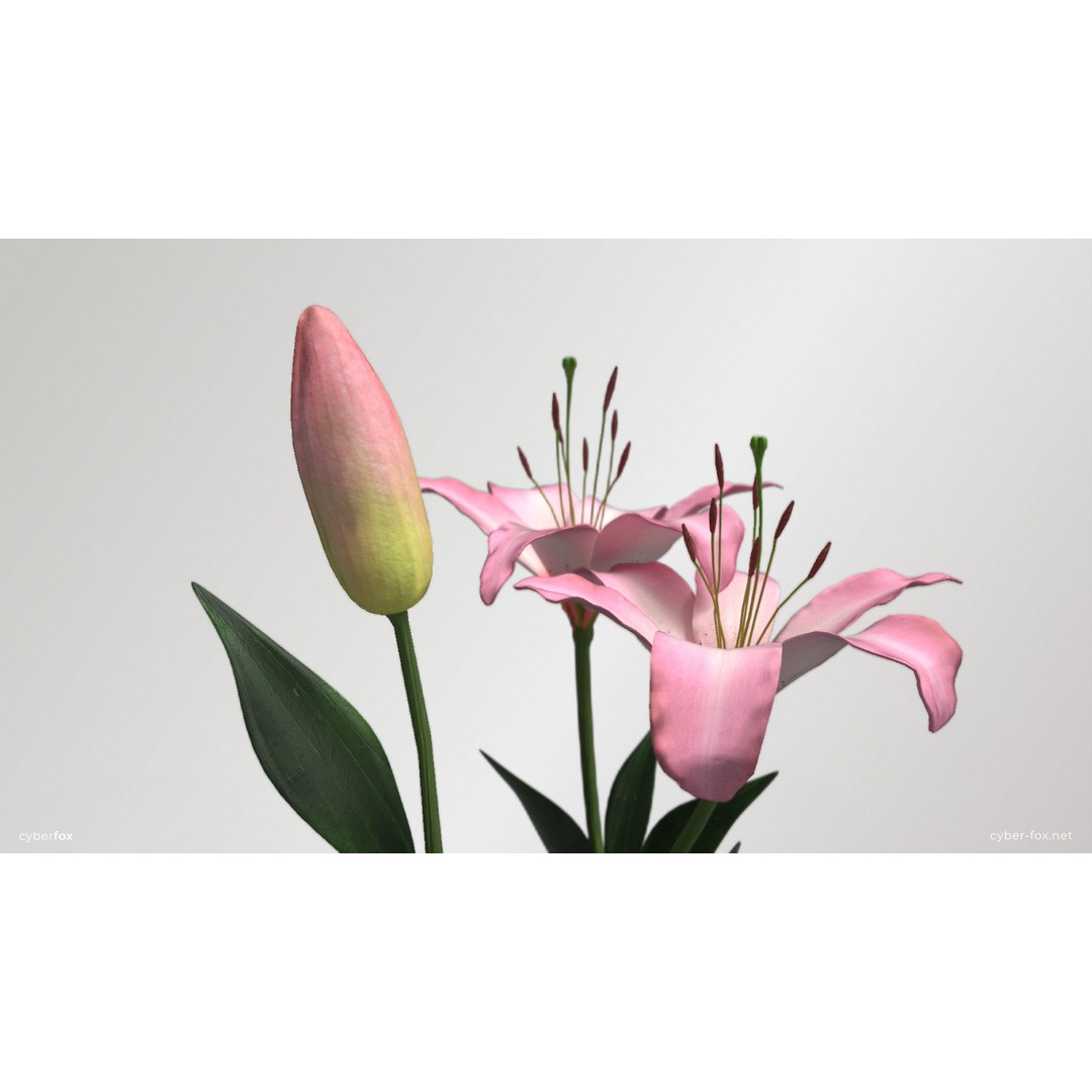 Pink Lilies 3D Model – Low Poly Flower Asset, FBX, Game Ready - View 7