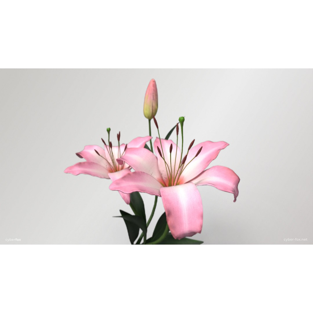 Pink Lilies 3D Model – Low Poly Flower Asset, FBX, Game Ready - View 8