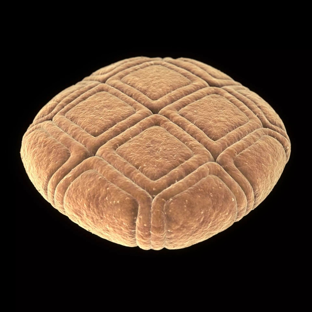 Acacia Pollen Grain 3D Model – Detailed SEM-Style Visualization, FBX - View 10