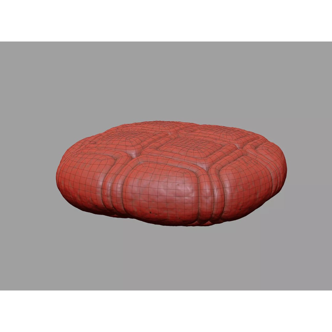 Acacia Pollen Grain 3D Model – Detailed SEM-Style Visualization, FBX - View 14