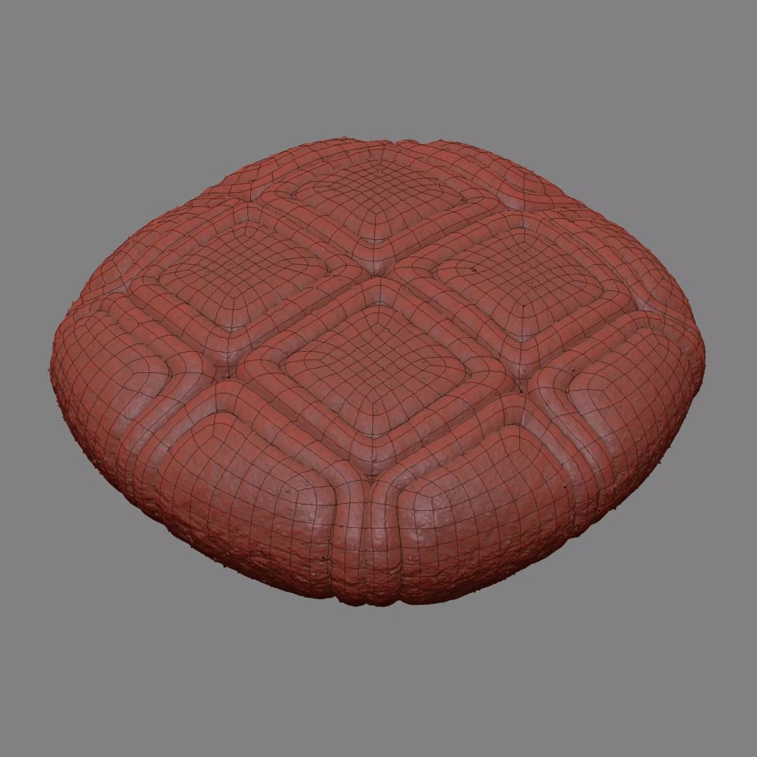 Acacia Pollen Grain 3D Model – Detailed SEM-Style Visualization, FBX - View 15