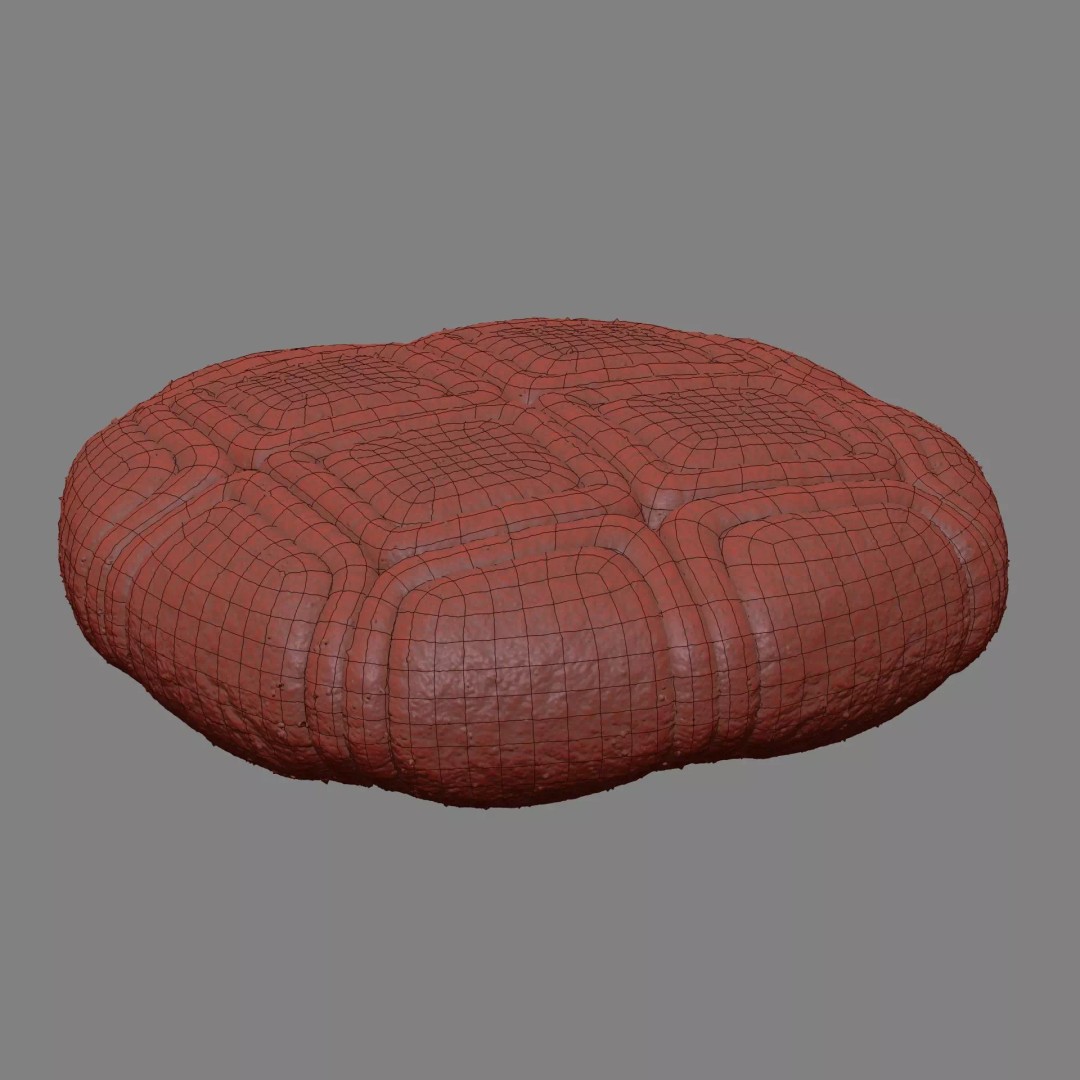 Acacia Pollen Grain 3D Model – Detailed SEM-Style Visualization, FBX - View 17