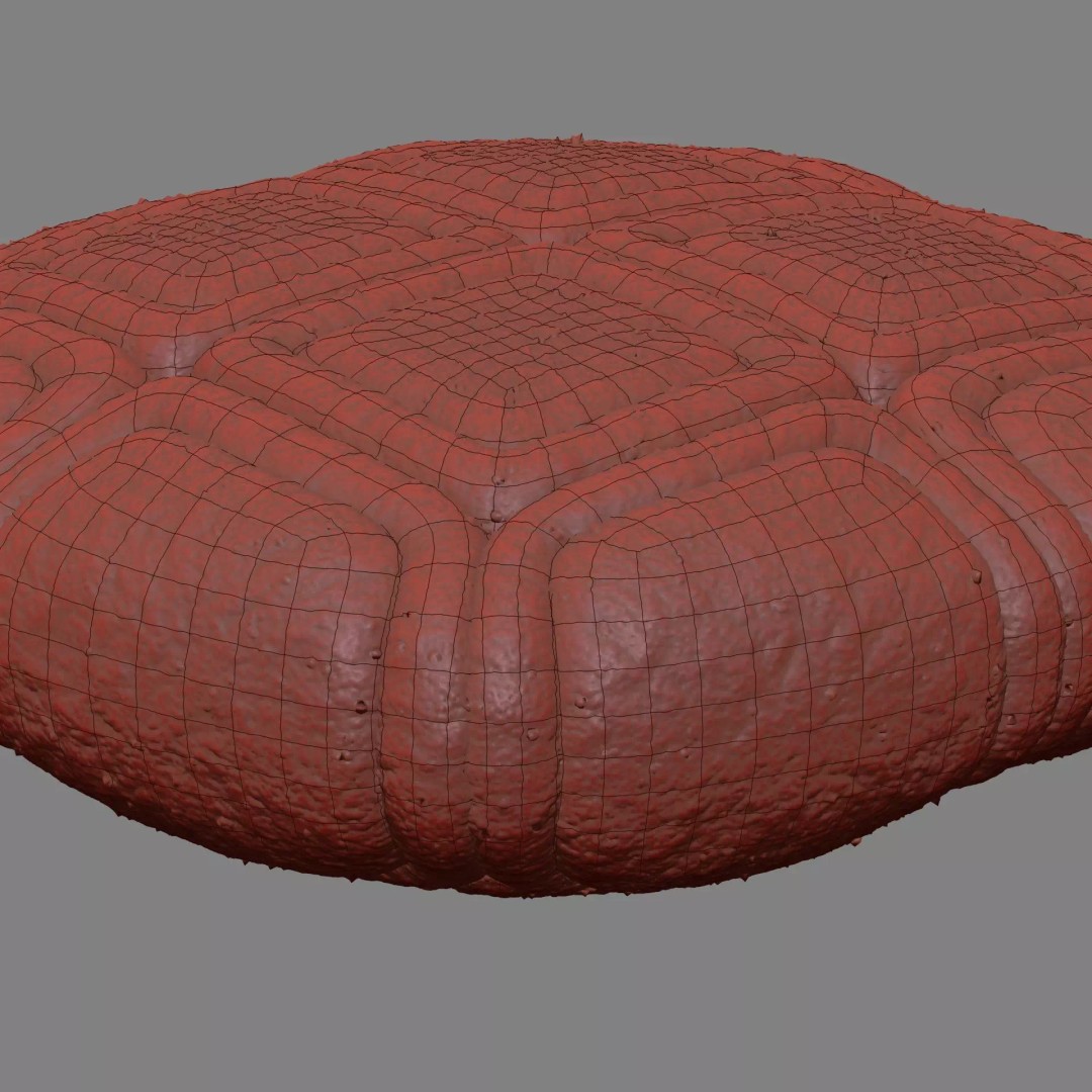 Acacia Pollen Grain 3D Model – Detailed SEM-Style Visualization, FBX - View 18