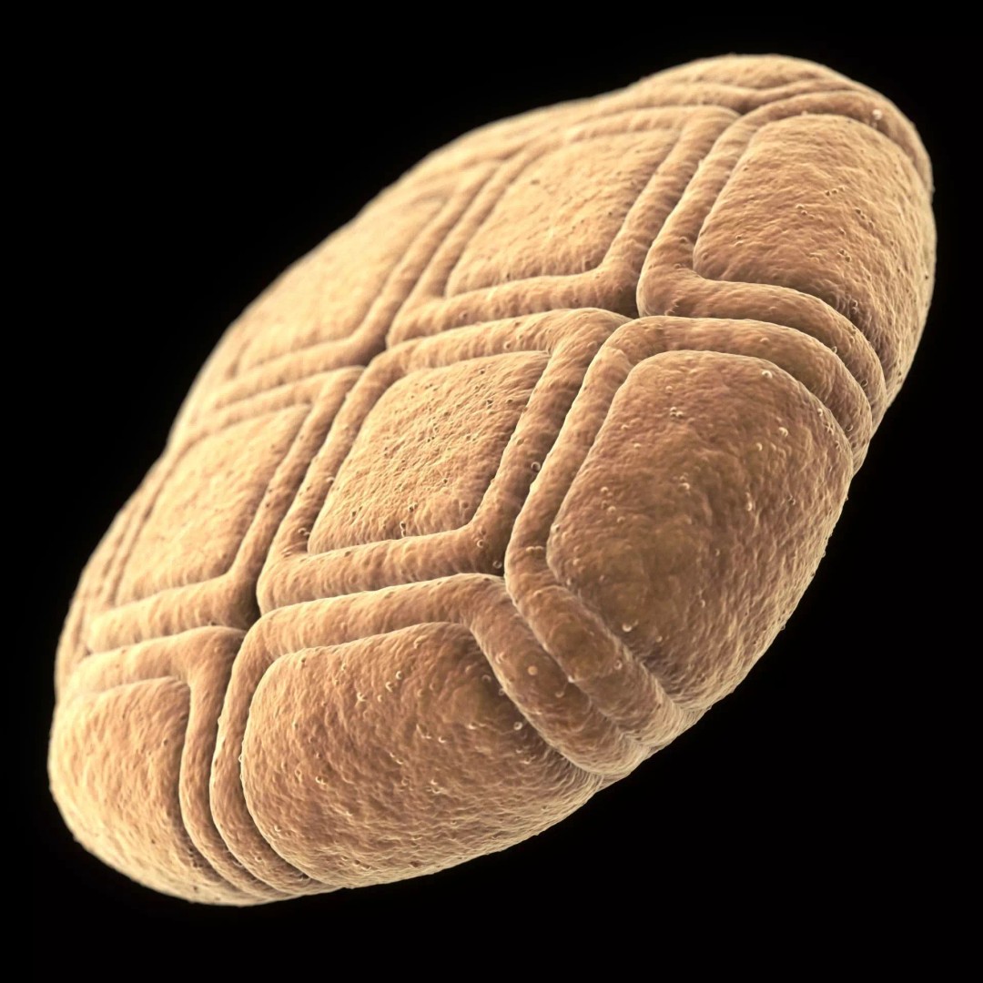 Acacia Pollen Grain 3D Model – Detailed SEM-Style Visualization, FBX - View 2