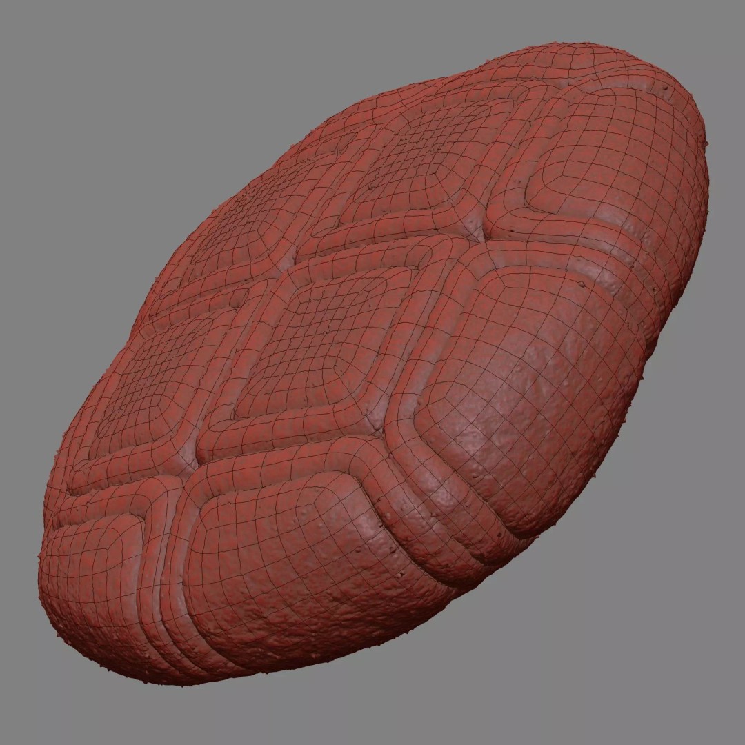 Acacia Pollen Grain 3D Model – Detailed SEM-Style Visualization, FBX - View 20
