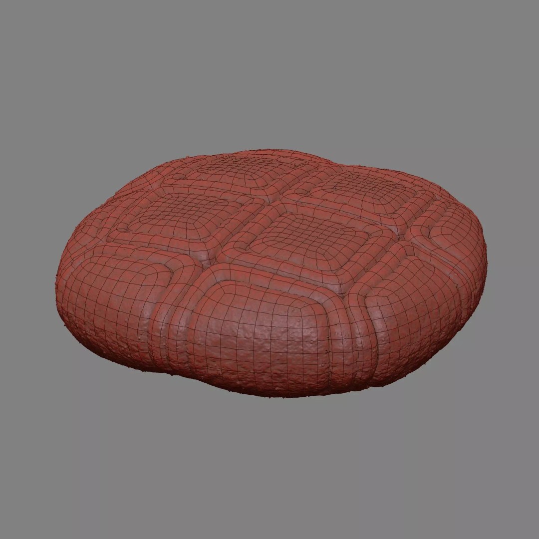 Acacia Pollen Grain 3D Model – Detailed SEM-Style Visualization, FBX - View 21