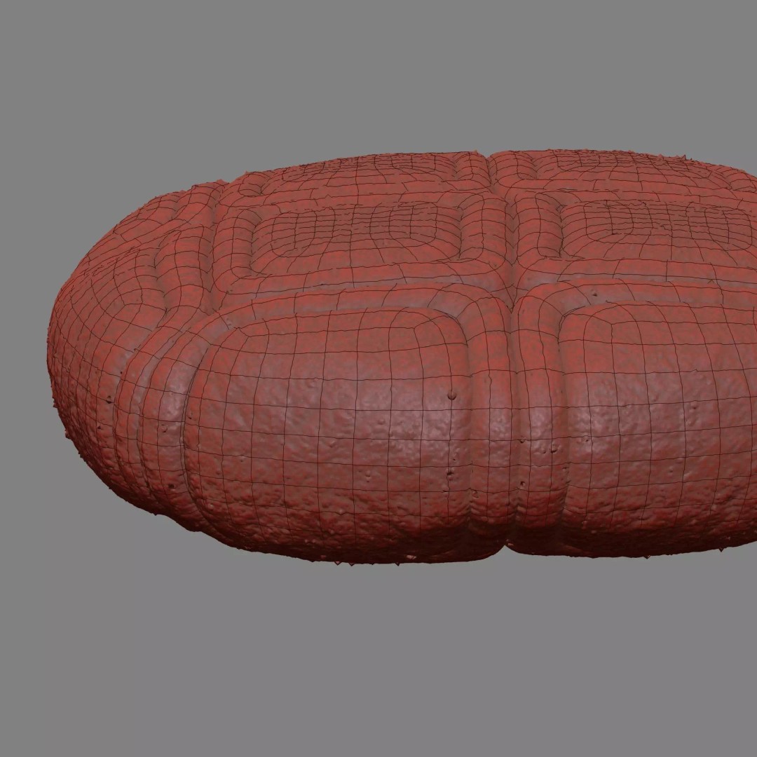Acacia Pollen Grain 3D Model – Detailed SEM-Style Visualization, FBX - View 23