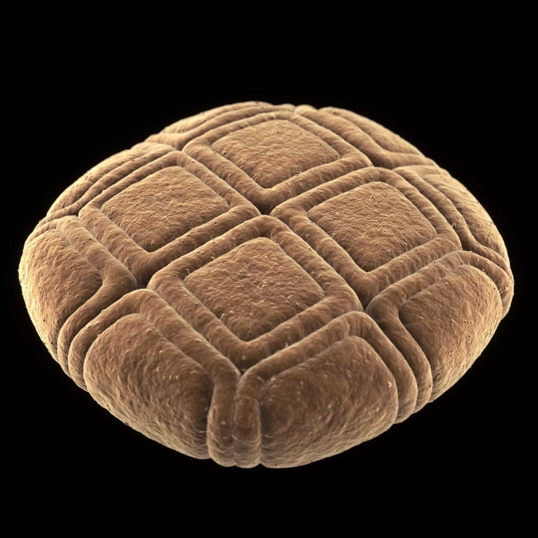 Acacia Pollen Grain 3D Model – Detailed SEM-Style Visualization, FBX - View 3