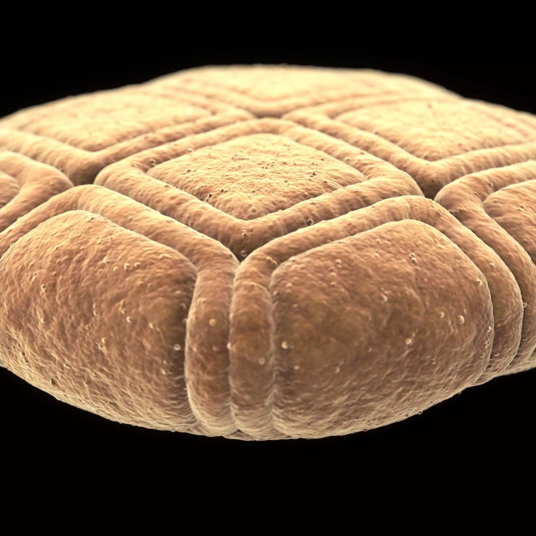 Acacia Pollen Grain 3D Model – Detailed SEM-Style Visualization, FBX - View 4
