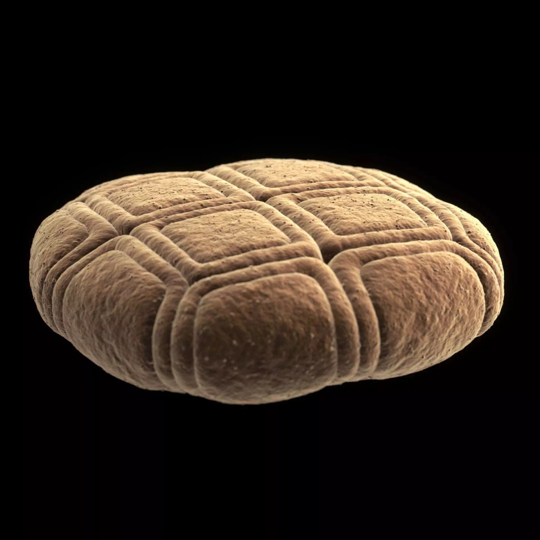 Acacia Pollen Grain 3D Model – Detailed SEM-Style Visualization, FBX - View 5