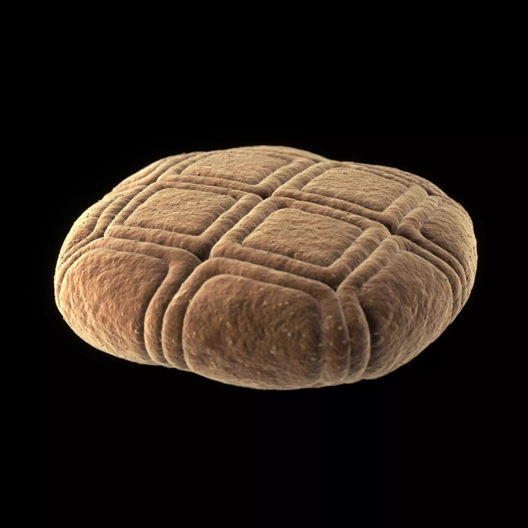 Acacia Pollen Grain 3D Model – Detailed SEM-Style Visualization, FBX - View 6