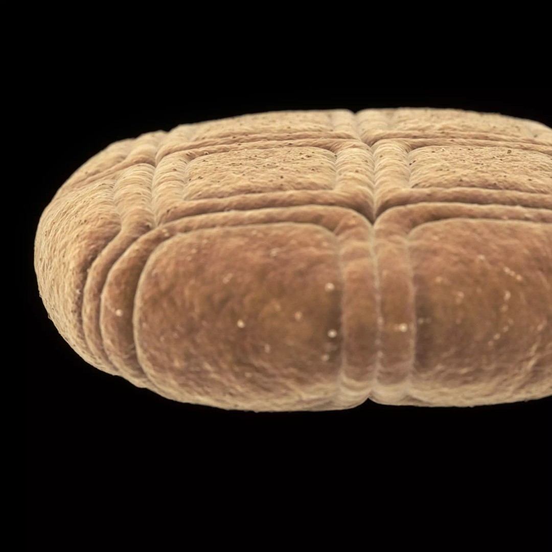Acacia Pollen Grain 3D Model – Detailed SEM-Style Visualization, FBX - View 7