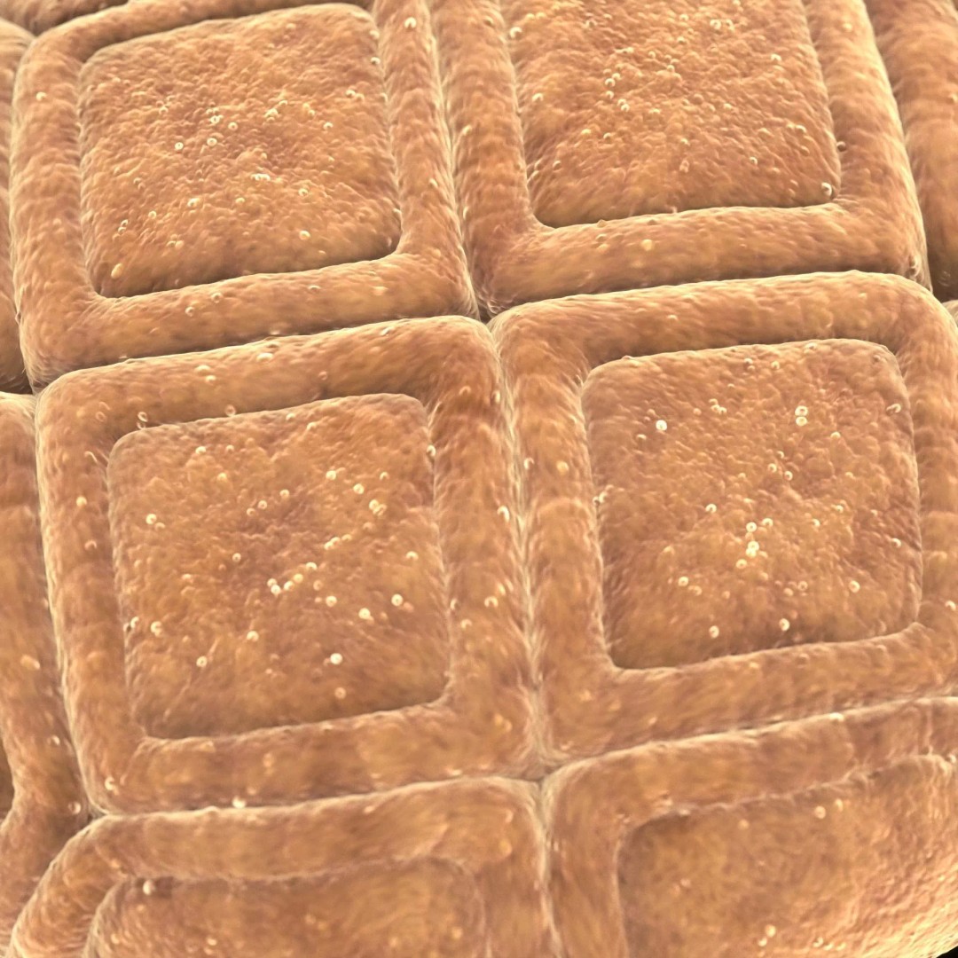 Acacia Pollen Grain 3D Model – Detailed SEM-Style Visualization, FBX - View 8